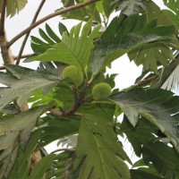 <i>Artocarpus camansi</i>  Blanco
